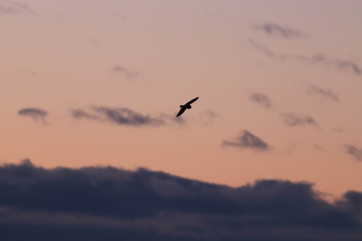 Short-eared Owl (Northern) - ML634877511