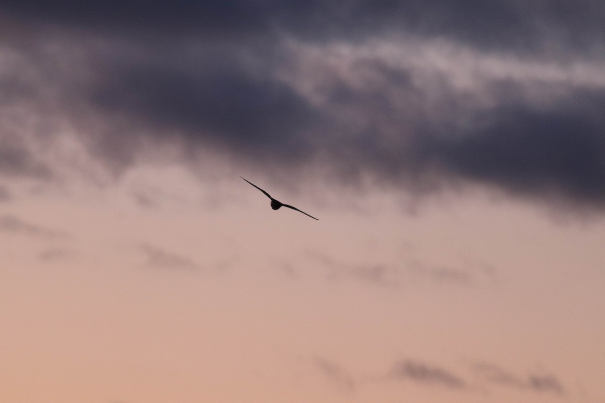 Short-eared Owl (Northern) - ML634877512