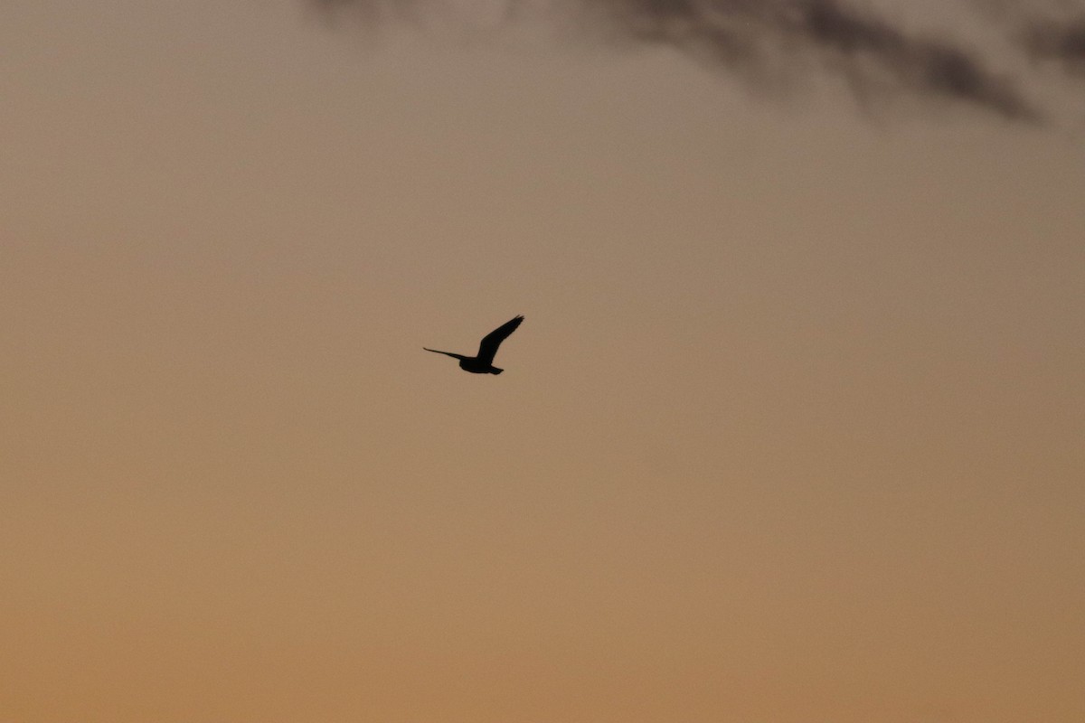 Short-eared Owl (Northern) - ML634877513