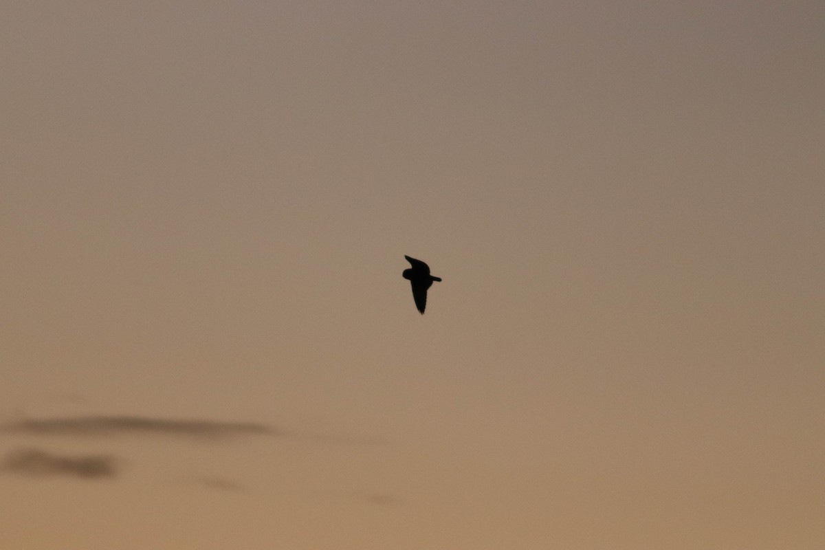 Short-eared Owl (Northern) - ML634877514