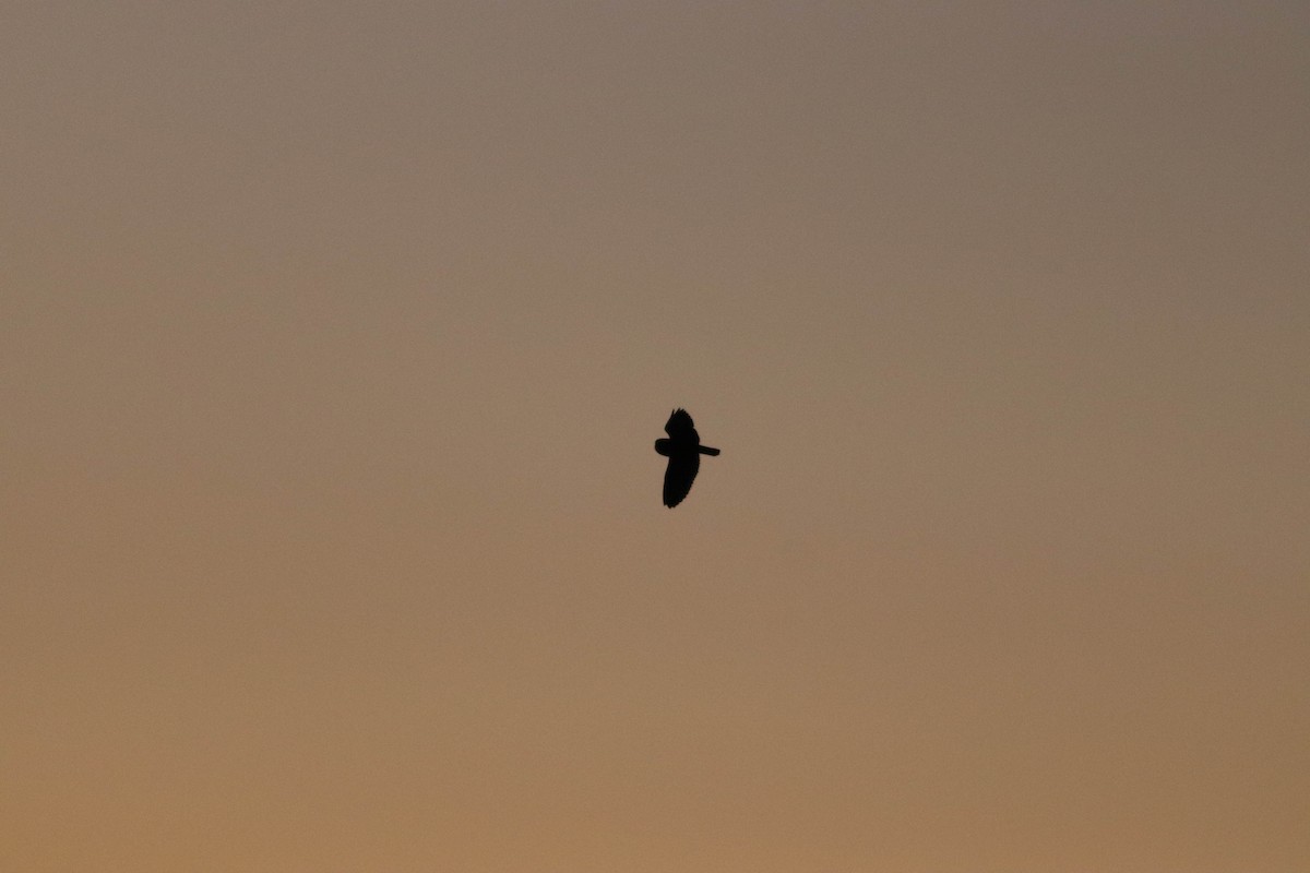 Short-eared Owl (Northern) - ML634877515