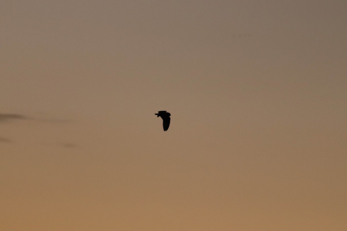 Short-eared Owl (Northern) - ML634877516