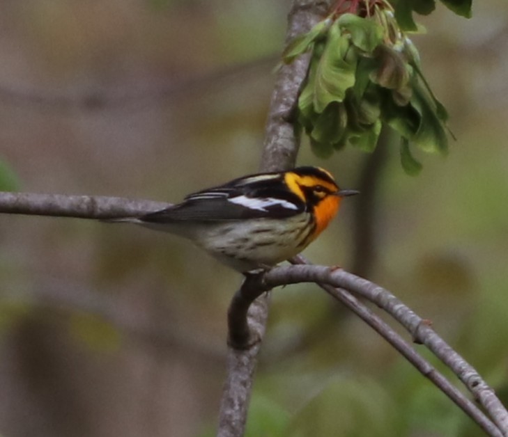 Blackburnian Warbler - ML634877541