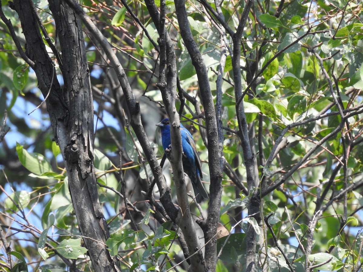 Indigo Bunting - ML634877543