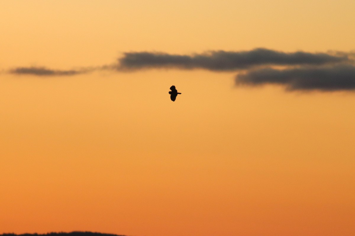 Short-eared Owl (Northern) - ML634877551