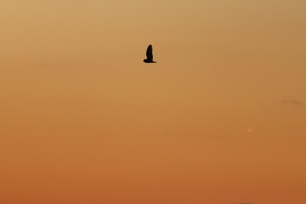 Short-eared Owl (Northern) - ML634877552