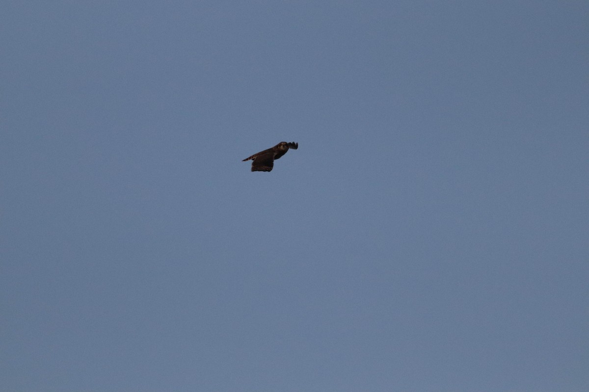 Short-eared Owl (Northern) - ML634877553