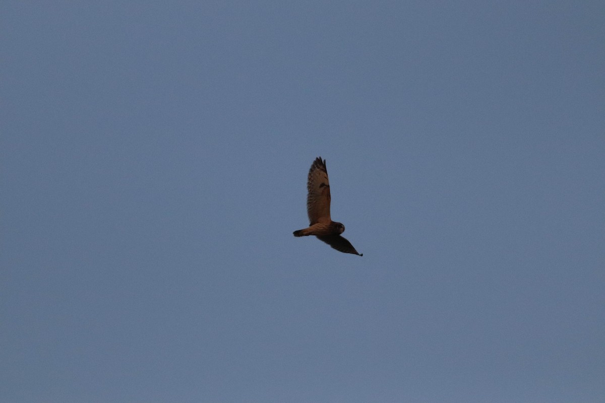 Short-eared Owl (Northern) - ML634877554