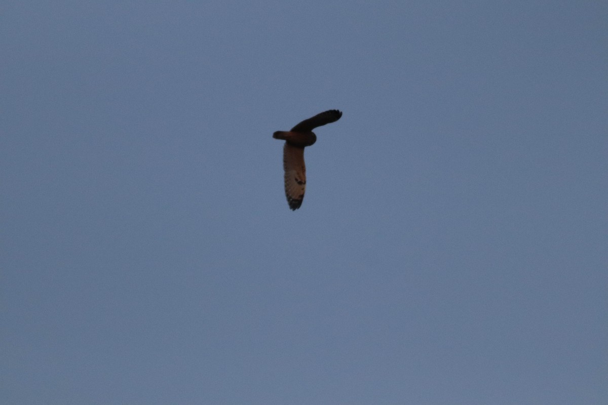Short-eared Owl (Northern) - ML634877555