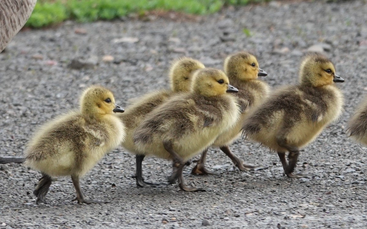 Canada Goose - ML634877589