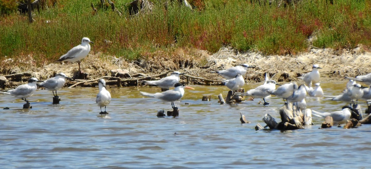West African Crested Tern - ML634877603