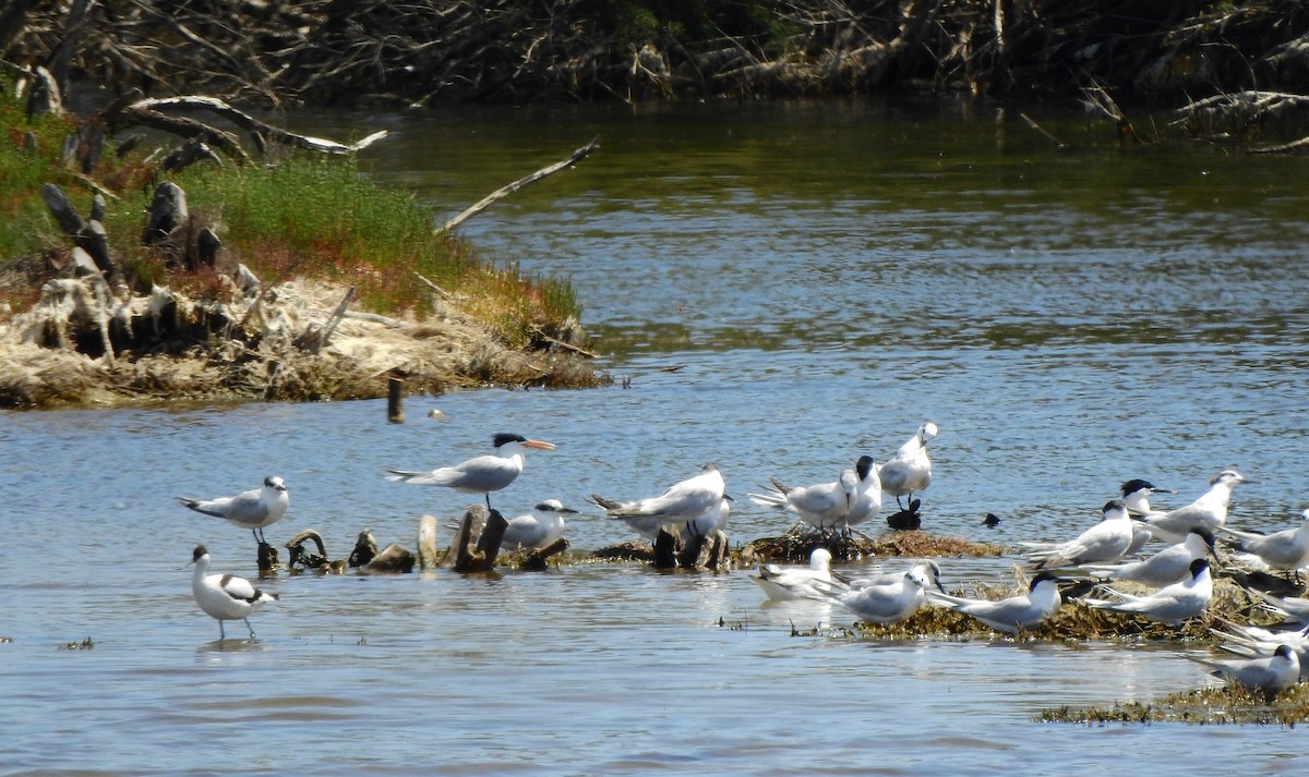 West African Crested Tern - ML634877606