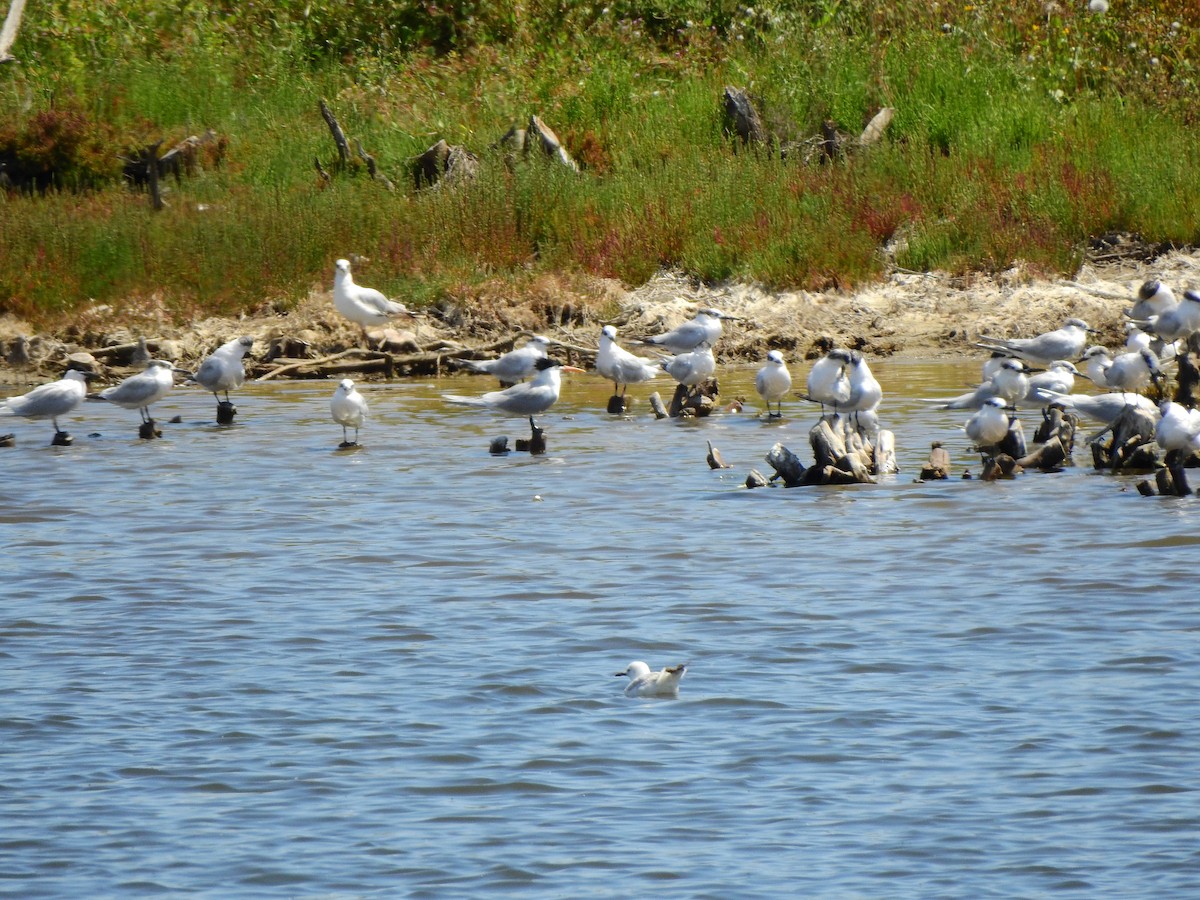 West African Crested Tern - ML634877608