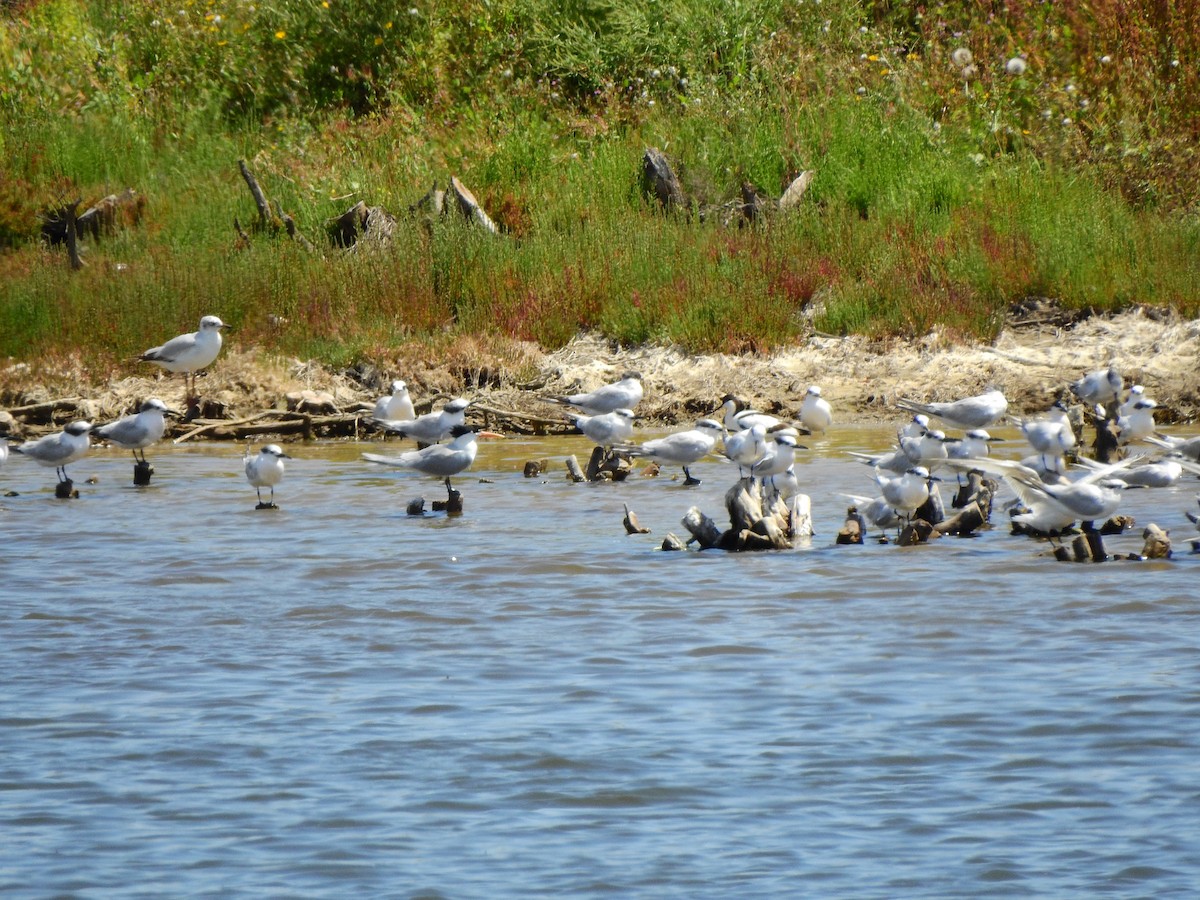 West African Crested Tern - ML634877610