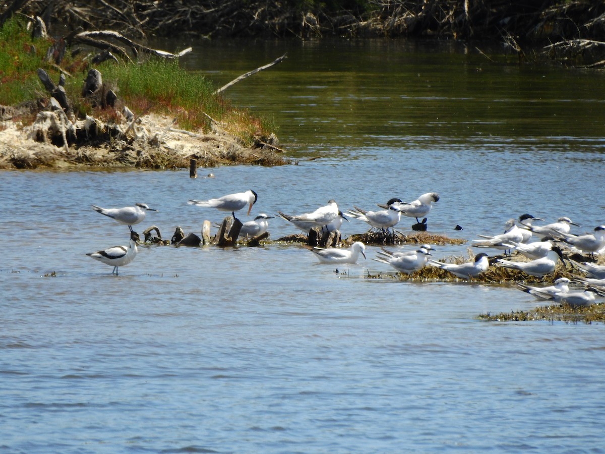 West African Crested Tern - ML634877611