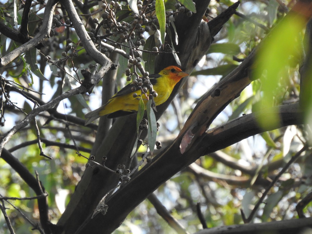 Western Tanager - ML634877612