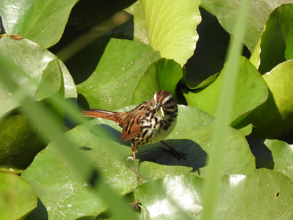 Song Sparrow - ML634877652