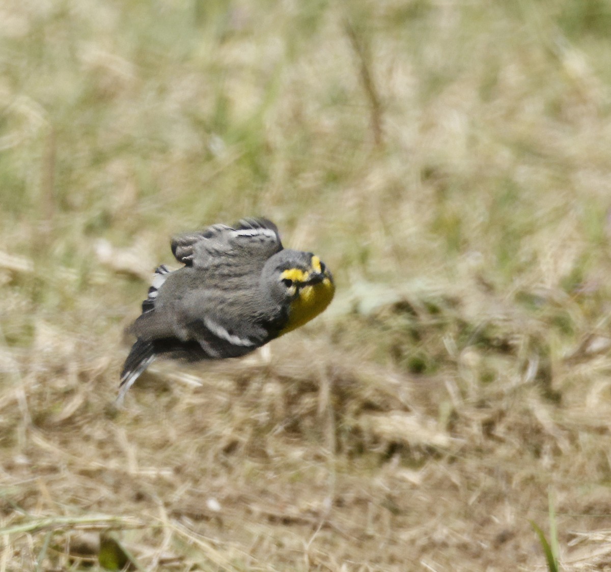 Grace's Warbler - ML634877706