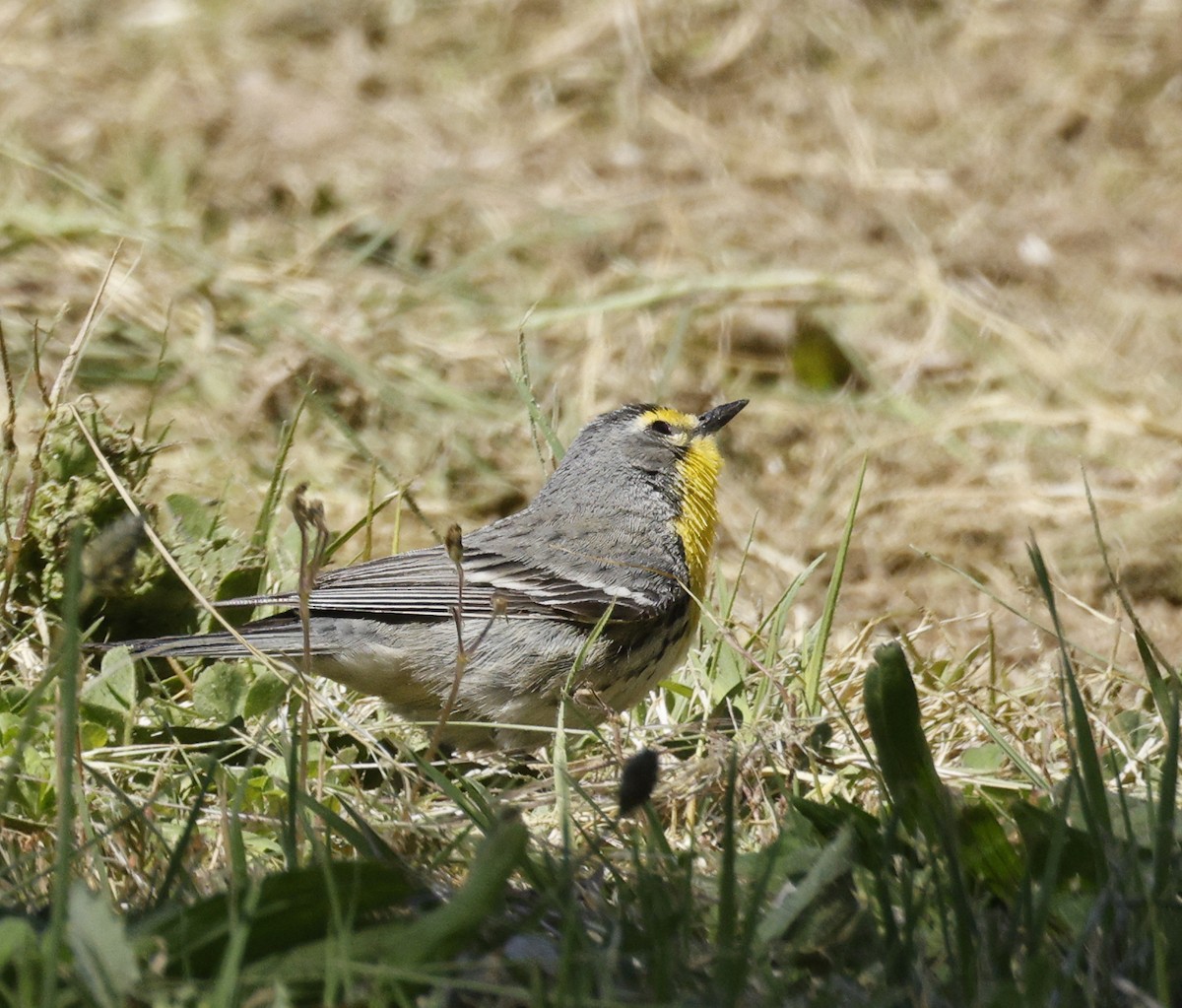 Grace's Warbler - ML634877707