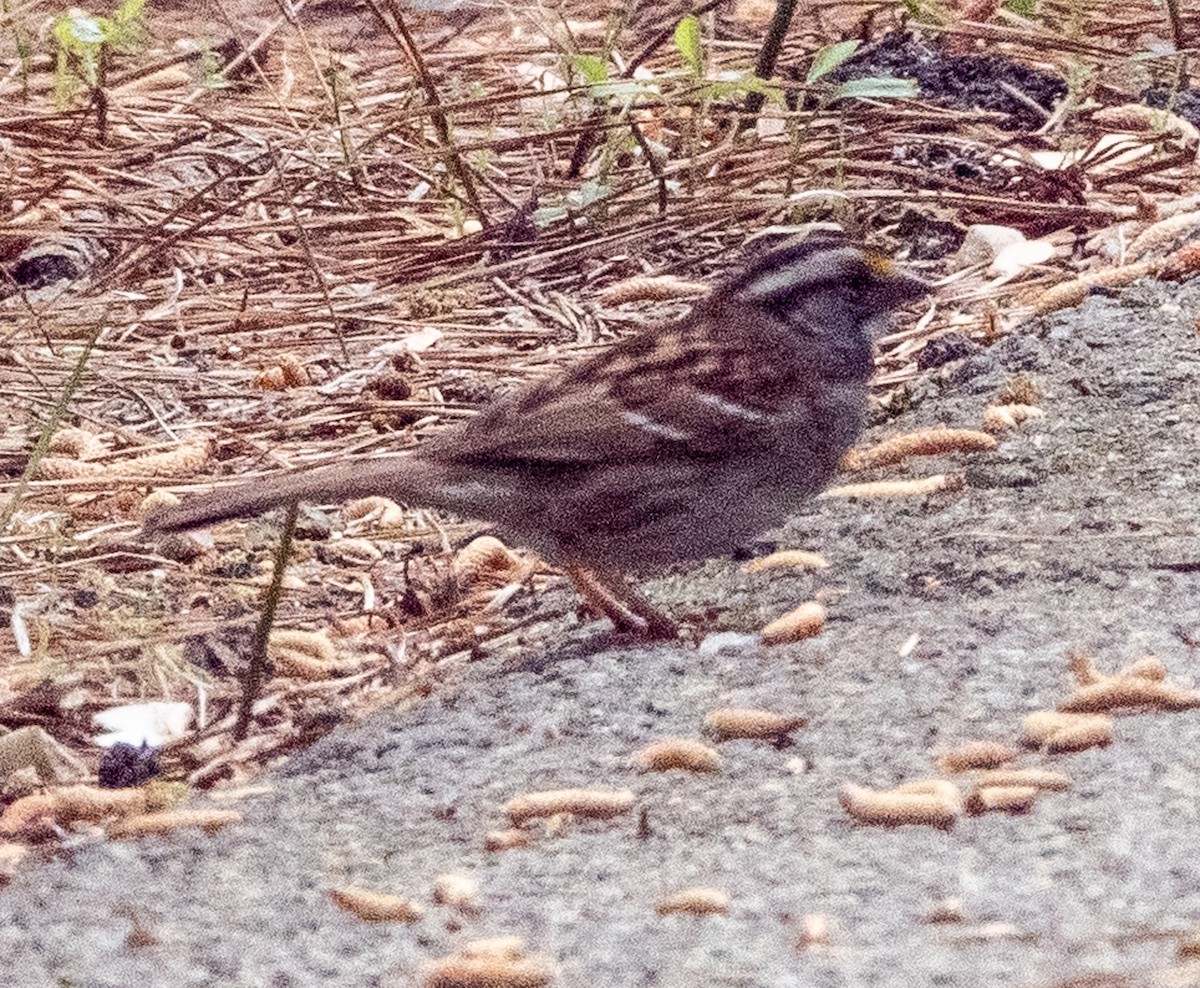 White-throated Sparrow - ML634877708