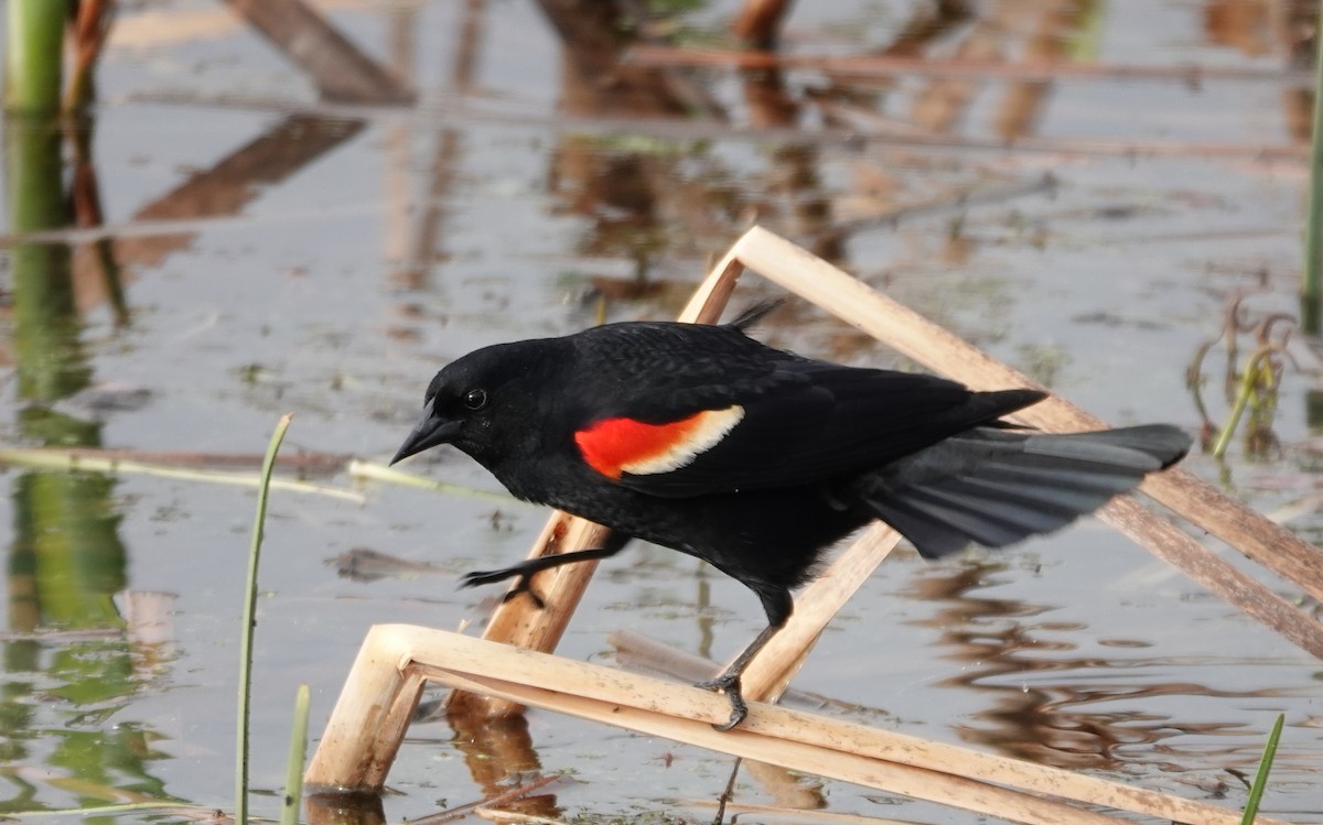 Red-winged Blackbird - ML634877715