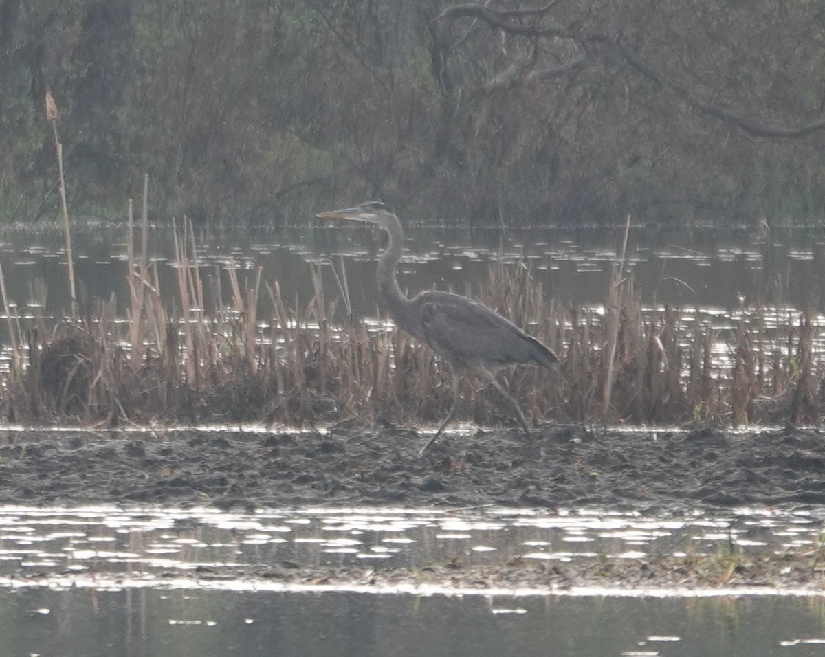 Great Blue Heron - ML634877768