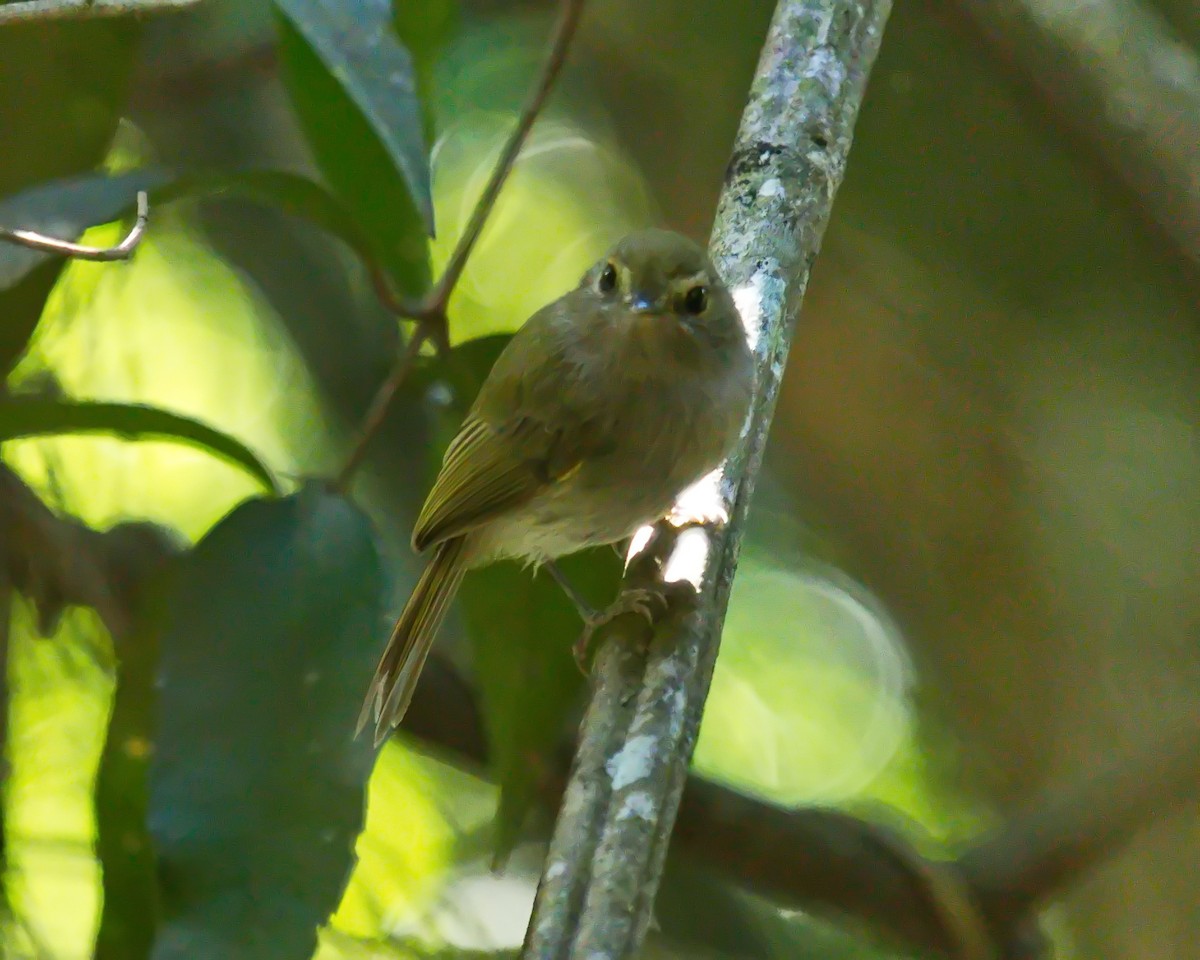 Drab-breasted Pygmy-Tyrant - ML634877856
