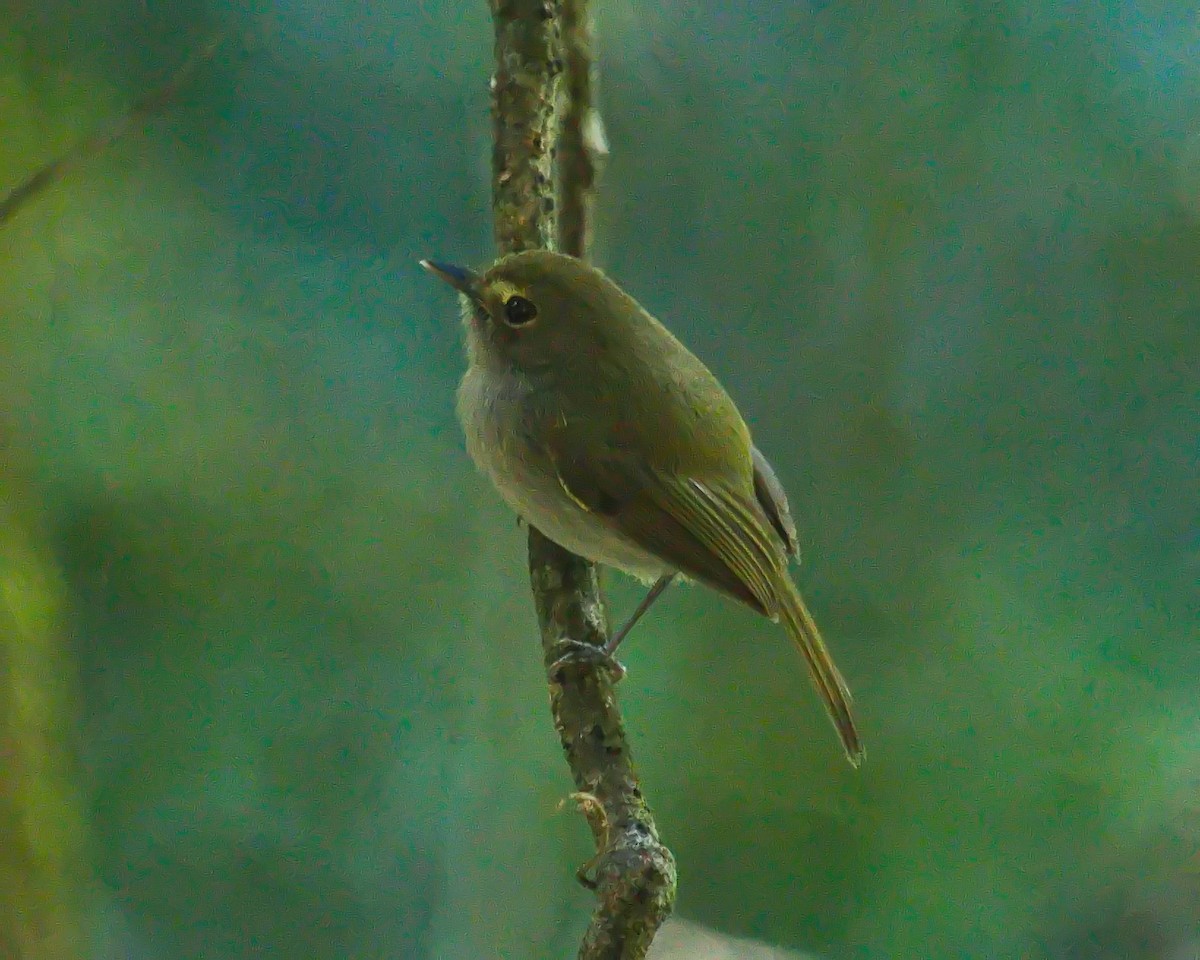 Drab-breasted Pygmy-Tyrant - ML634877857