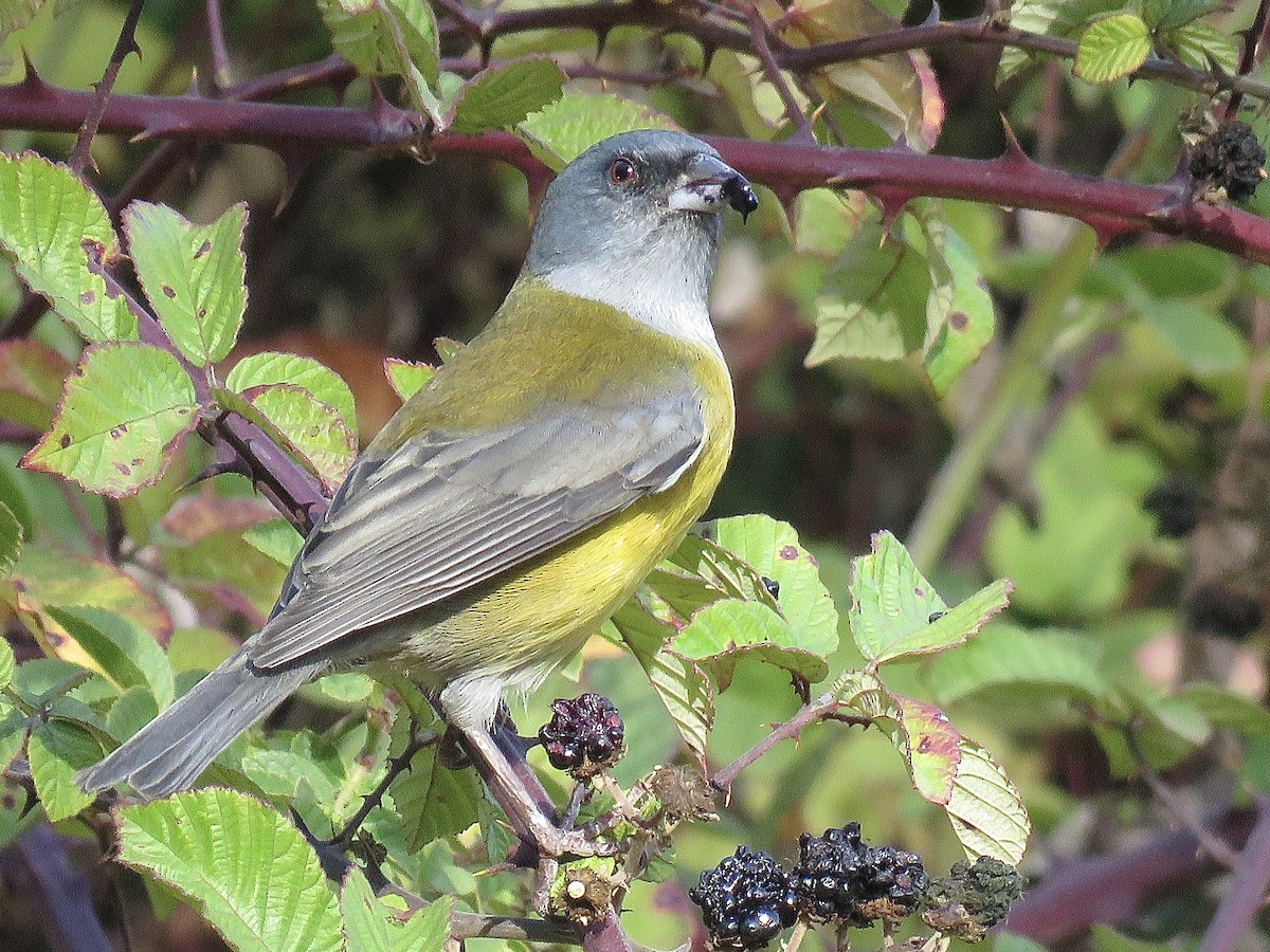 Gray-hooded Sierra Finch - ML634877922