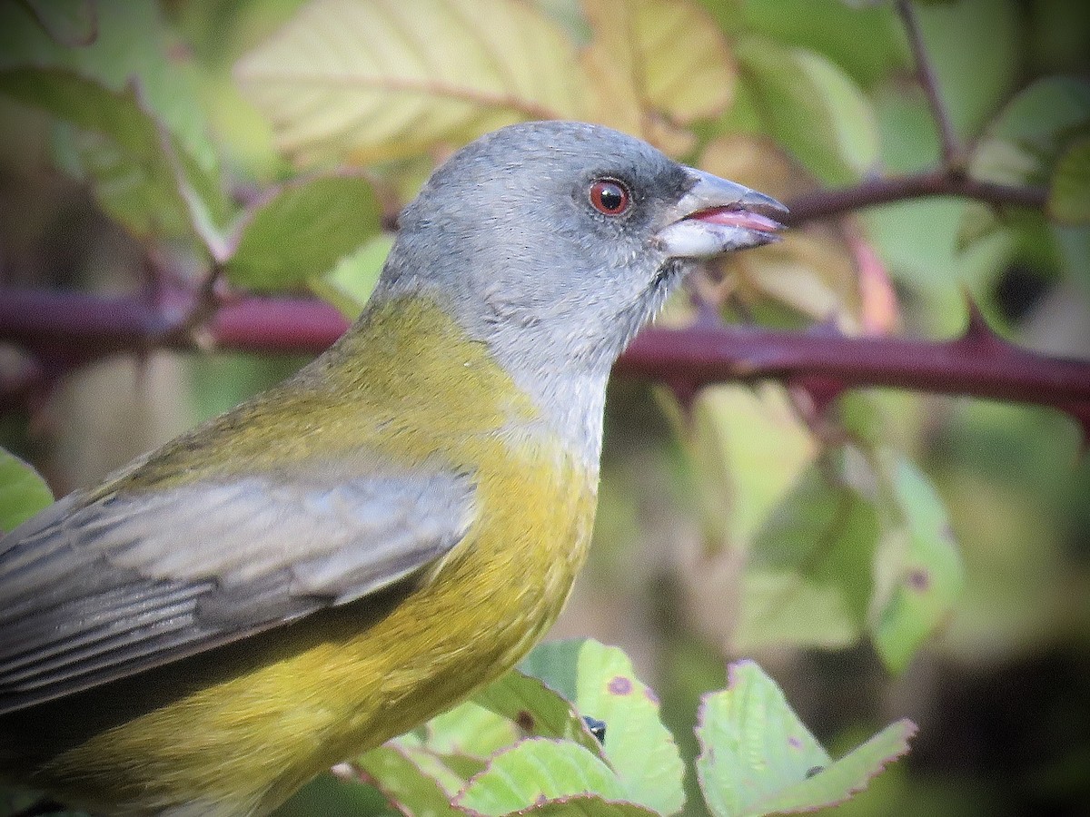 Gray-hooded Sierra Finch - ML634877923