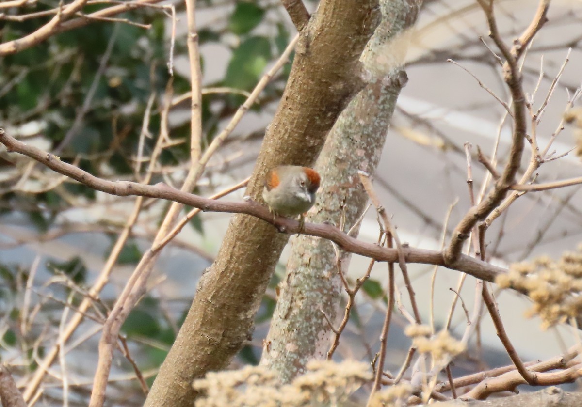 Pale-breasted Spinetail - ML634877950