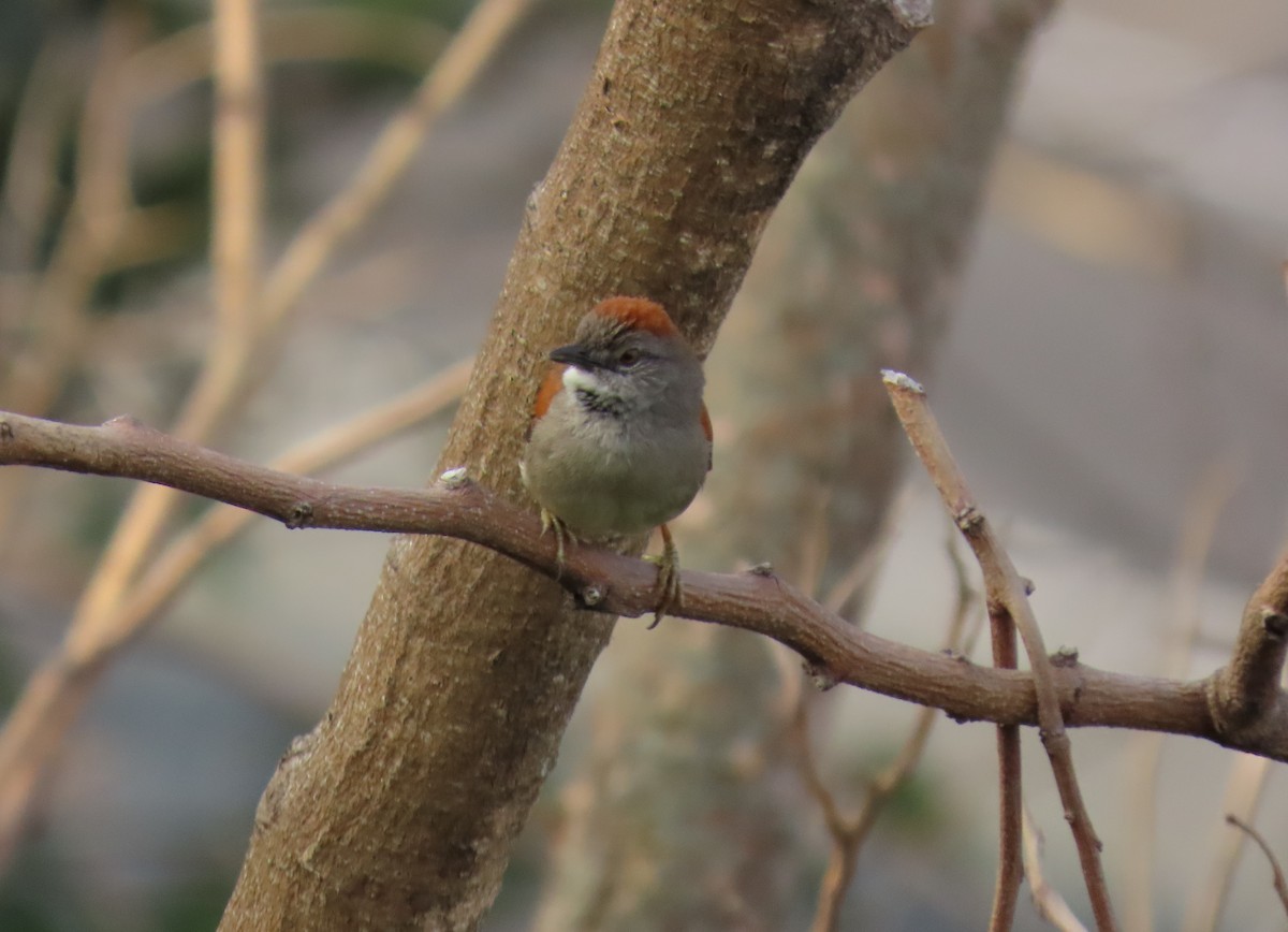 Pale-breasted Spinetail - ML634877953