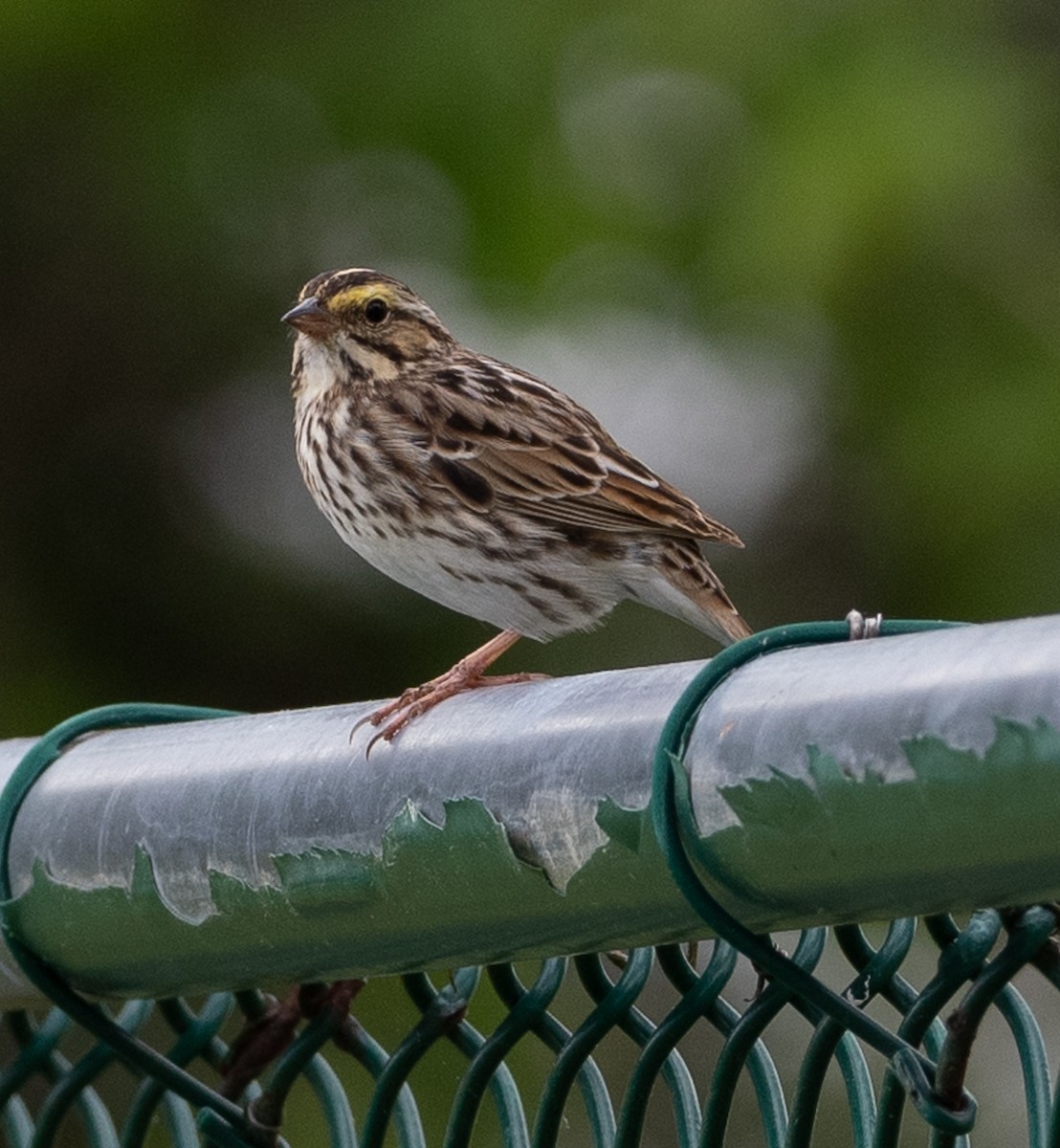 Savannah Sparrow - ML634878099