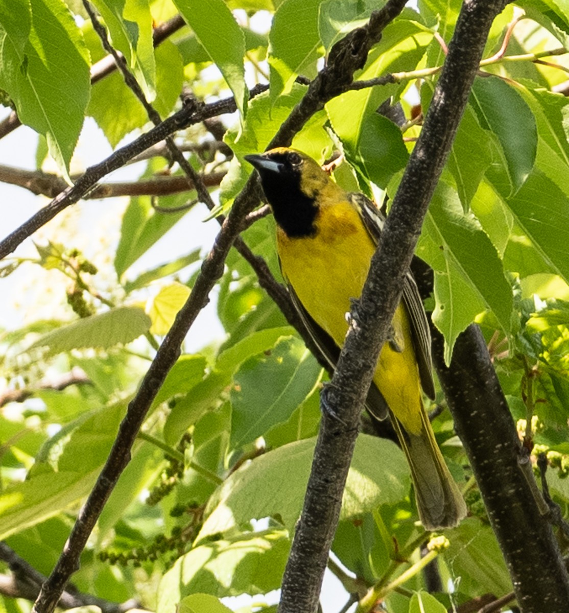 Orchard Oriole - ML634878182