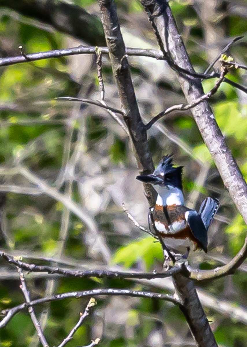 Belted Kingfisher - ML634878269