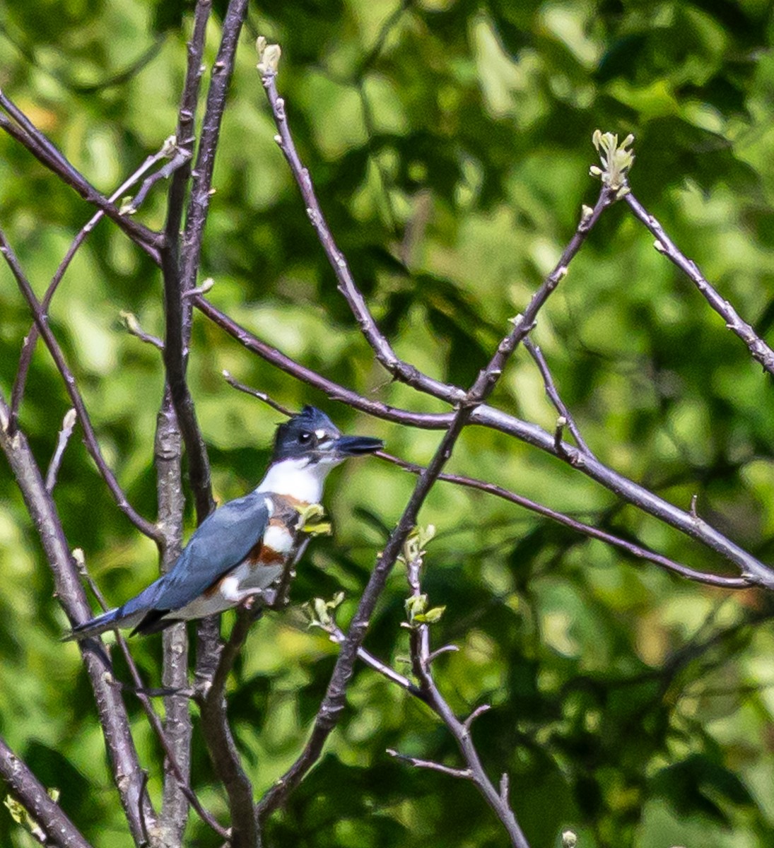 Belted Kingfisher - ML634878276