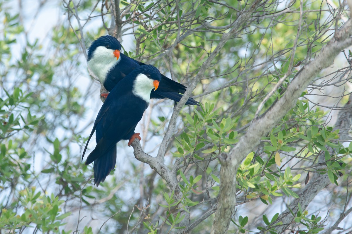 Blue Lorikeet - ML634878304