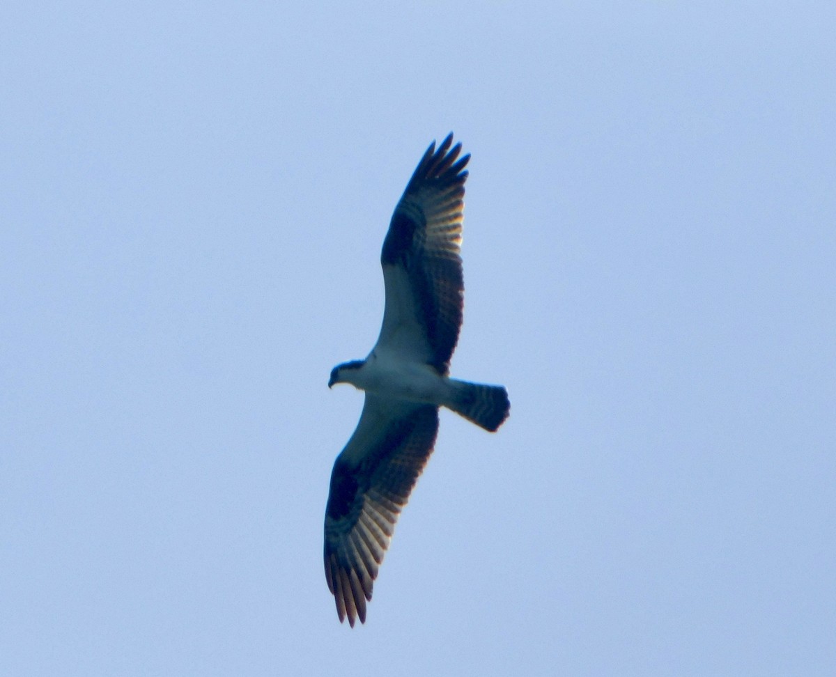 Скопа - ML634878316