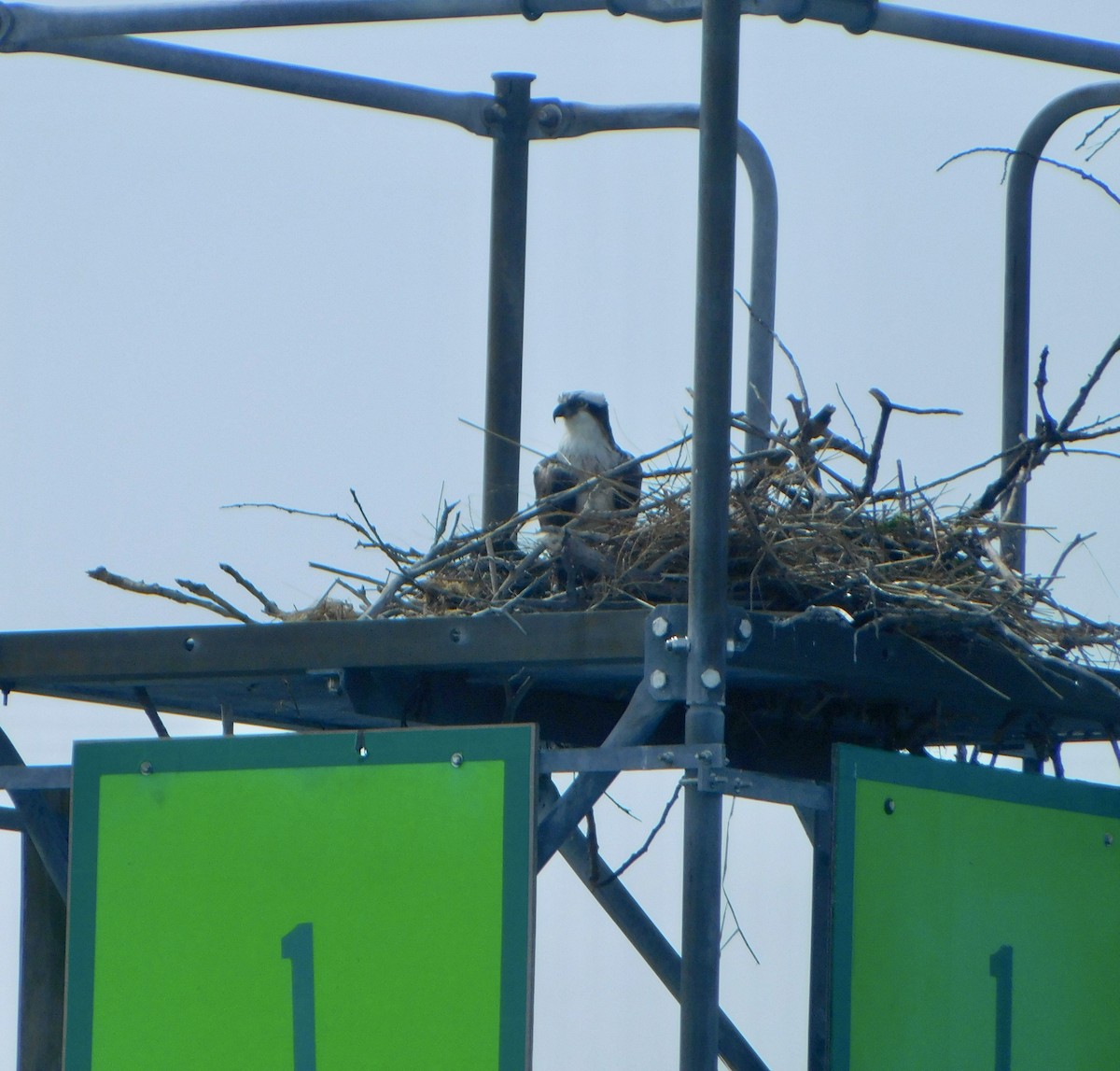 Скопа - ML634878317