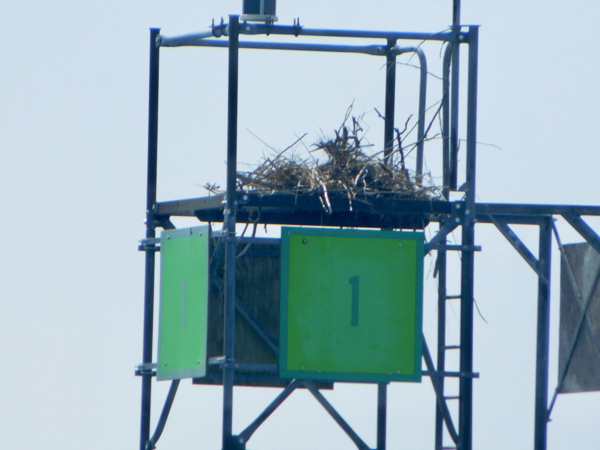 Скопа - ML634878319