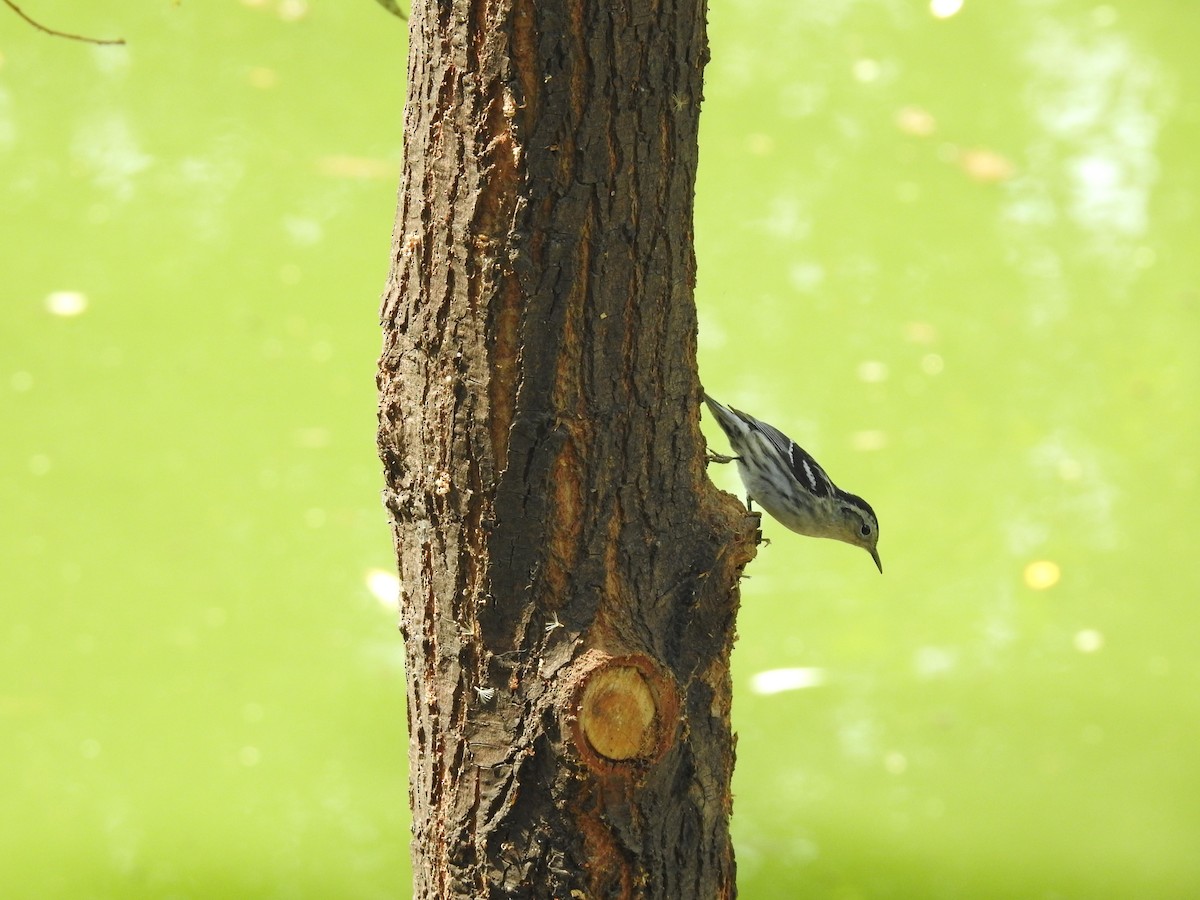 Black-and-white Warbler - ML634878372
