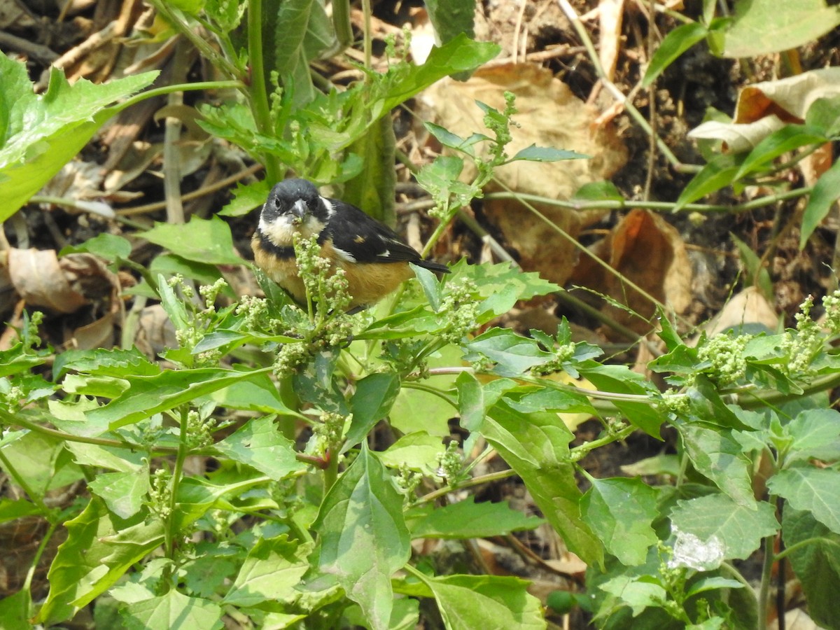 Cinnamon-rumped Seedeater - ML634878398