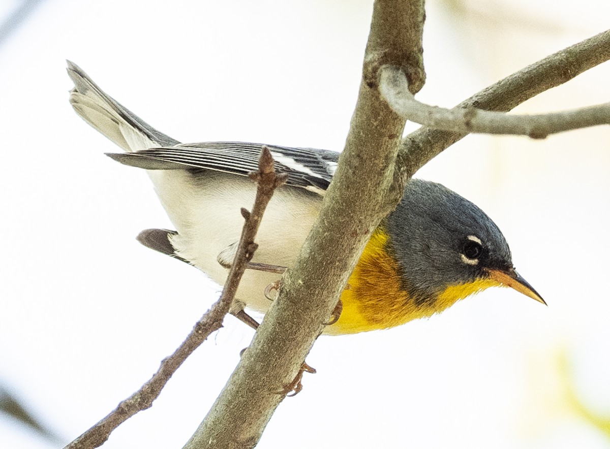 Northern Parula - ML634878561