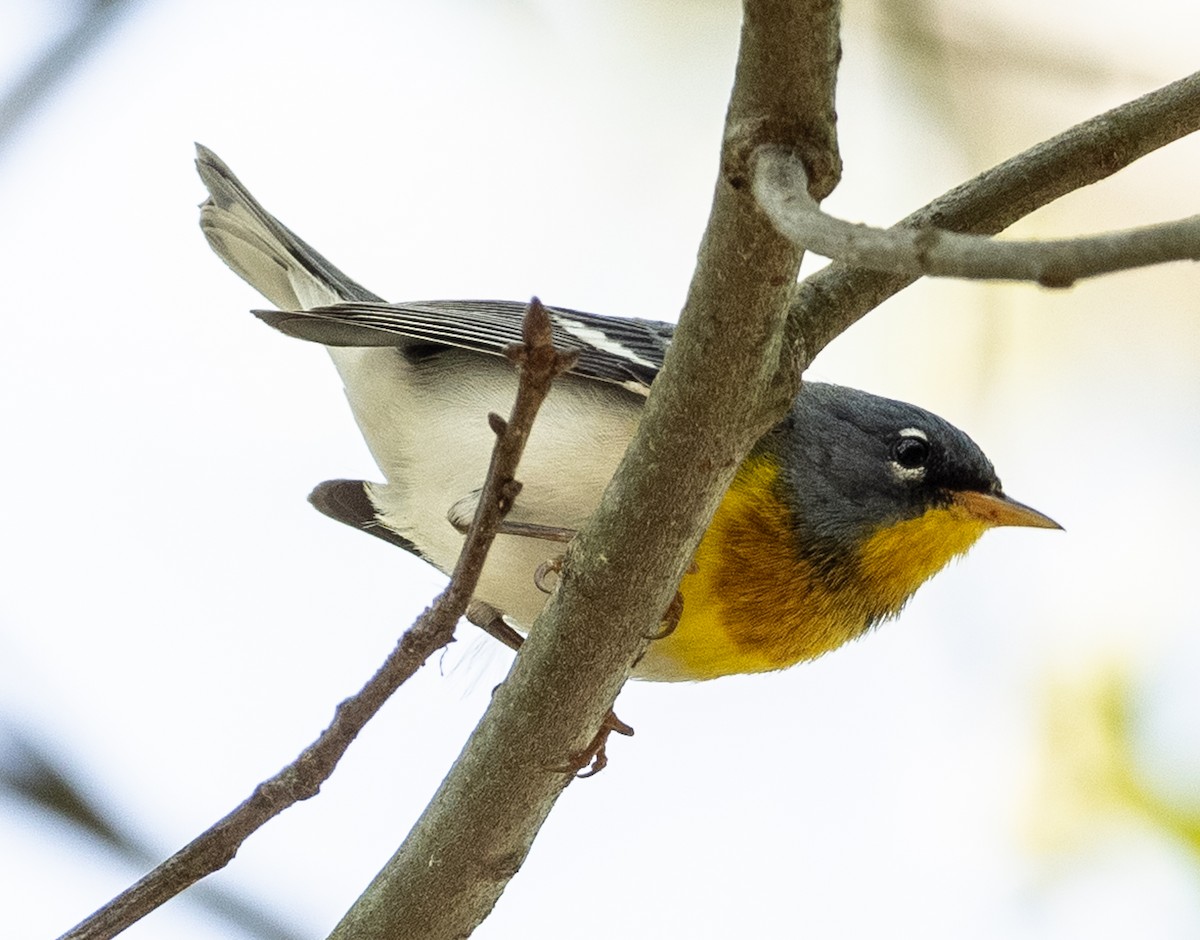 Northern Parula - ML634878603