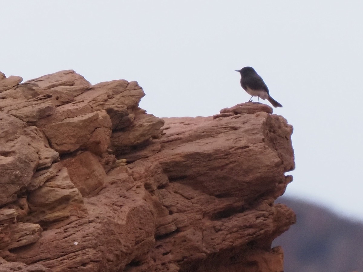Black Phoebe - ML634878810