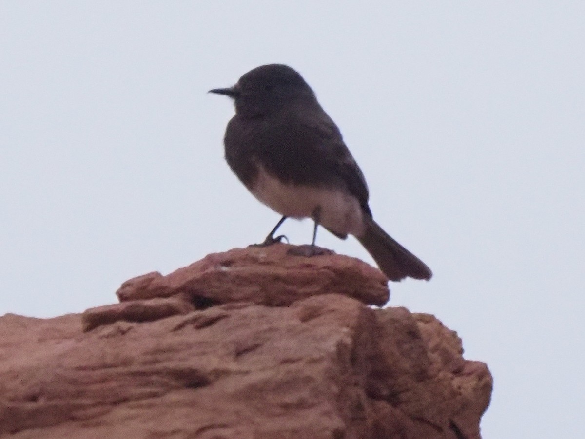 Black Phoebe - ML634878816