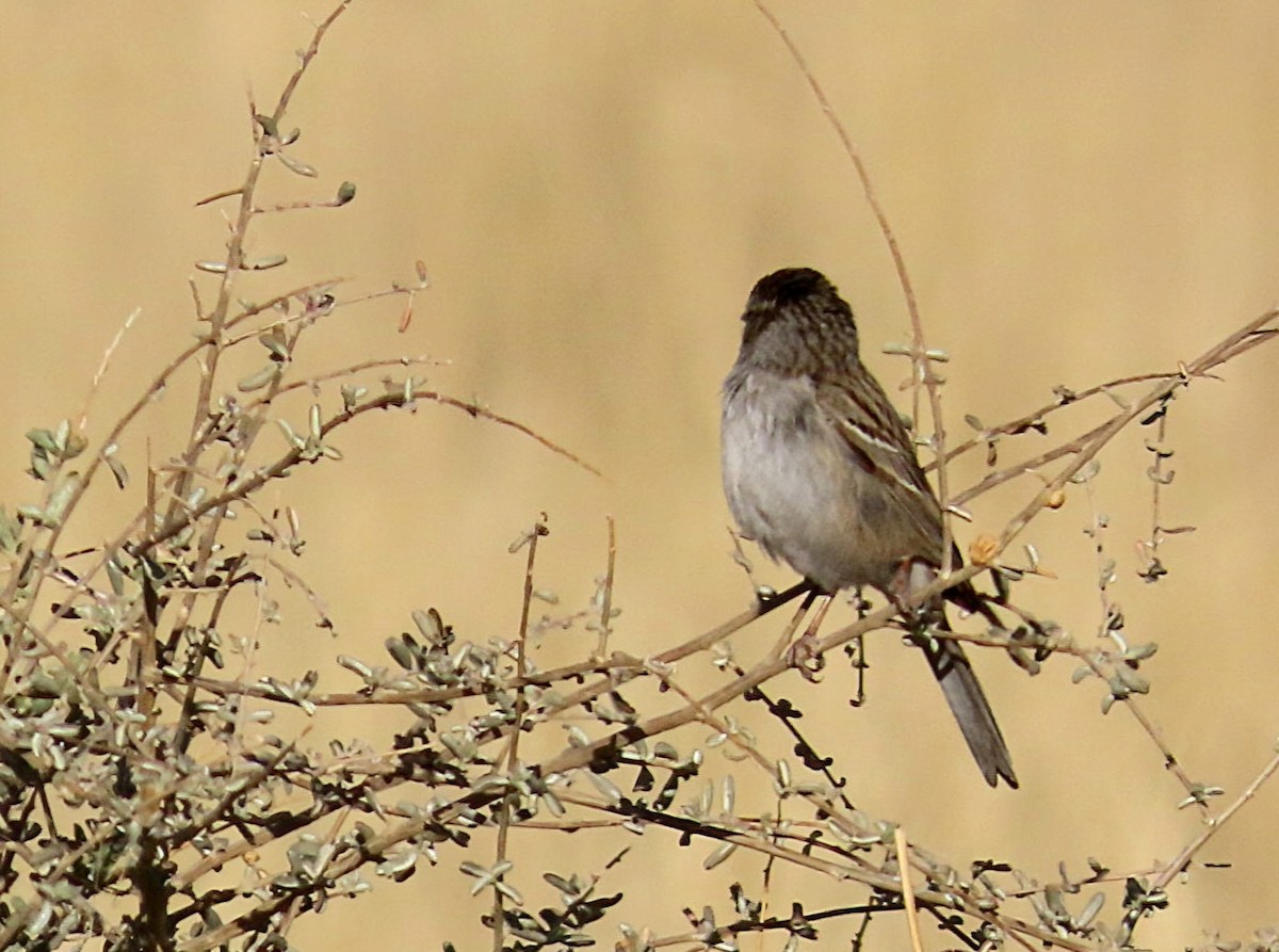 Brewer's Sparrow - ML634878847