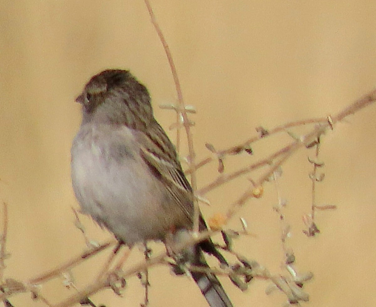 Brewer's Sparrow - ML634878848
