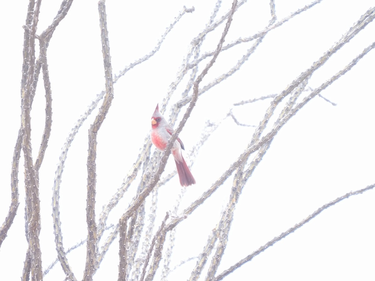 Pyrrhuloxia - ML634878855