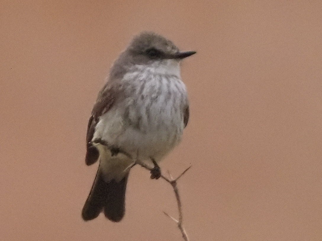 Vermilion Flycatcher - ML634878864